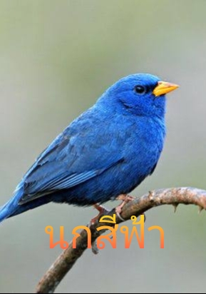 นกสีฟ้า โดย pornsikichai  @Plotteller | พล็อตเทลเลอร์