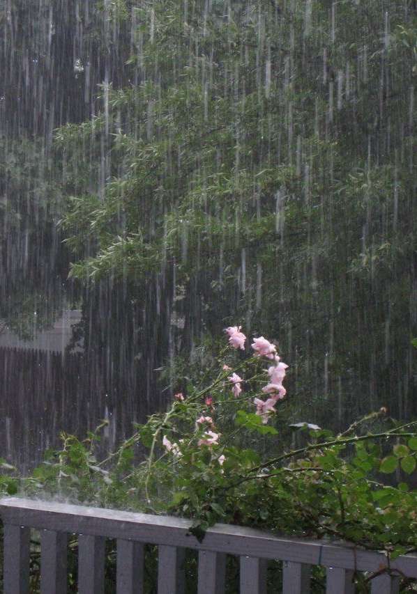 ชัดเจนกับกลิ่นไอดินวันฝนตก โดย เปาเปา @Plotteller | พล็อตเทลเลอร์